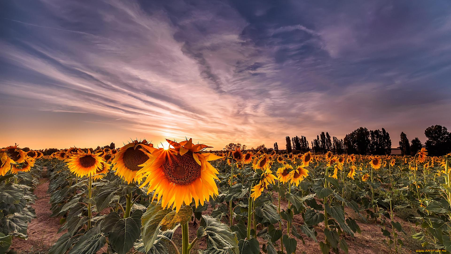 цветы, подсолнухи, закат, пейзаж, поле