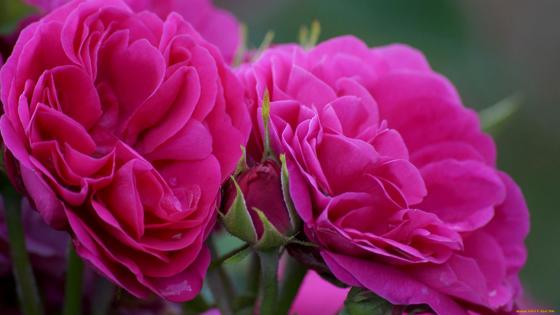 цветы, розы, цвет, цветение, лепестки, роза