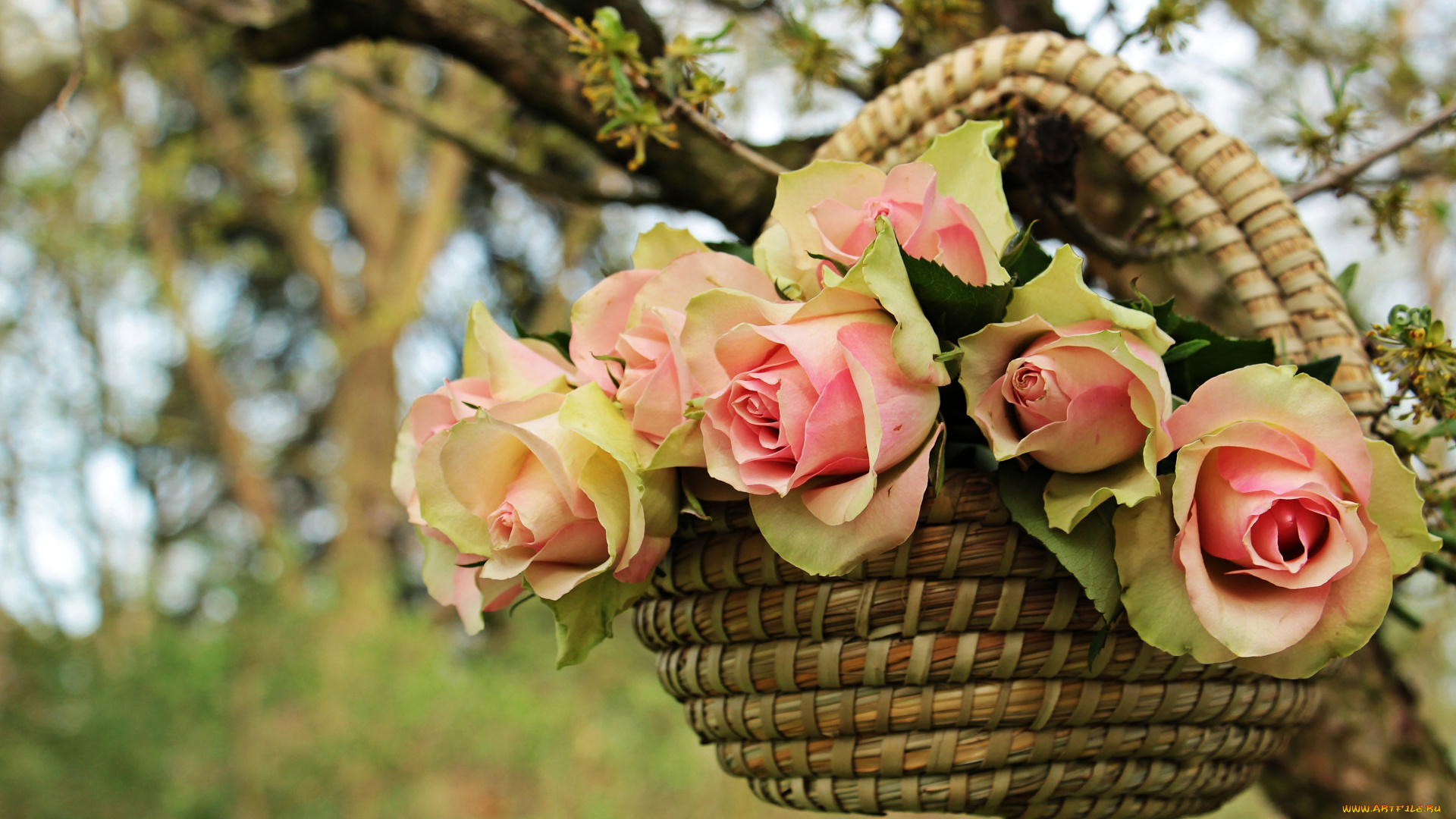 цветы, розы, ветка, листья, дерево, нежные, бутоны, лукошко, фон, природа, букет, корзинка, роза, лепестки, висят, лето, розовые, сад, висит, композиция