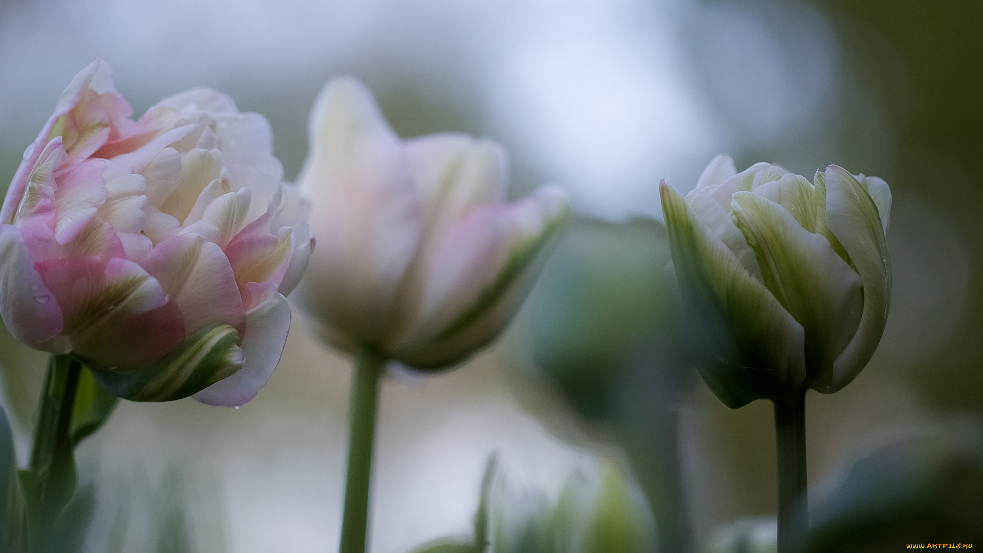 цветы, тюльпаны, цветение, цвет