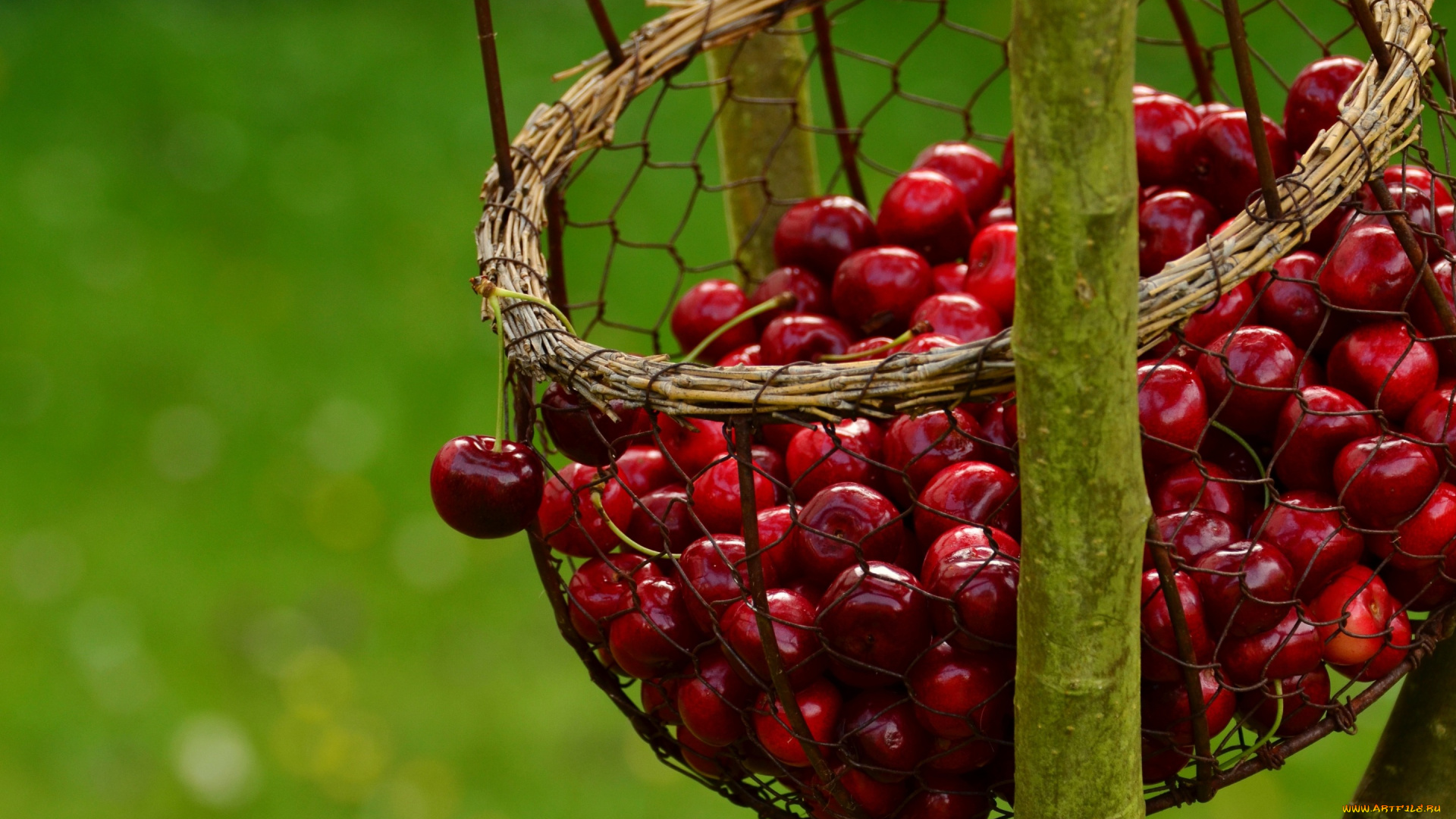 еда, вишня, , черешня, много, сетка, боке, зеленый, фон, корзинка, висит, черешня, ветка, сочная, ягоды, урожай, корзина, природа