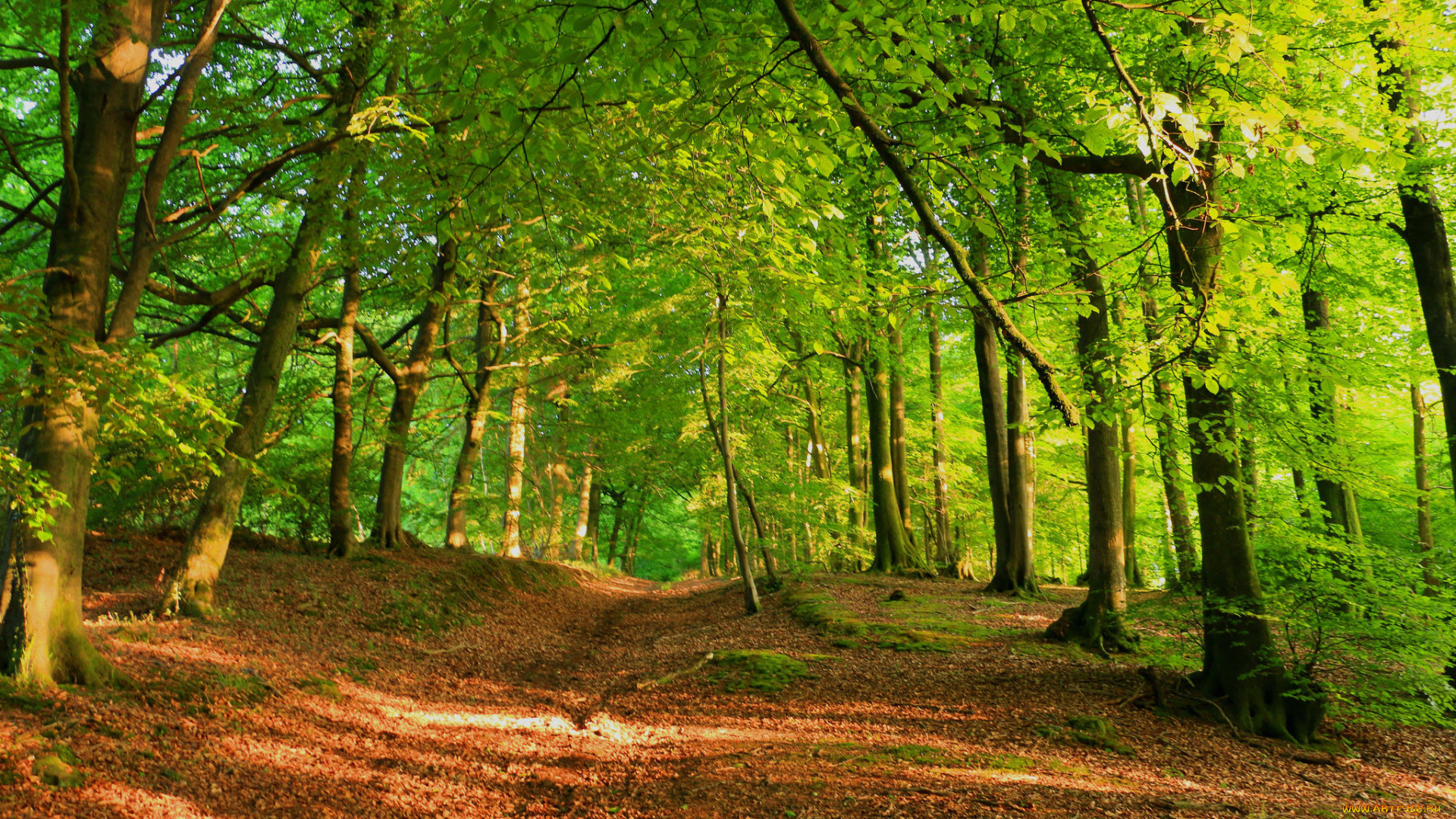 природа, дороги, тракт