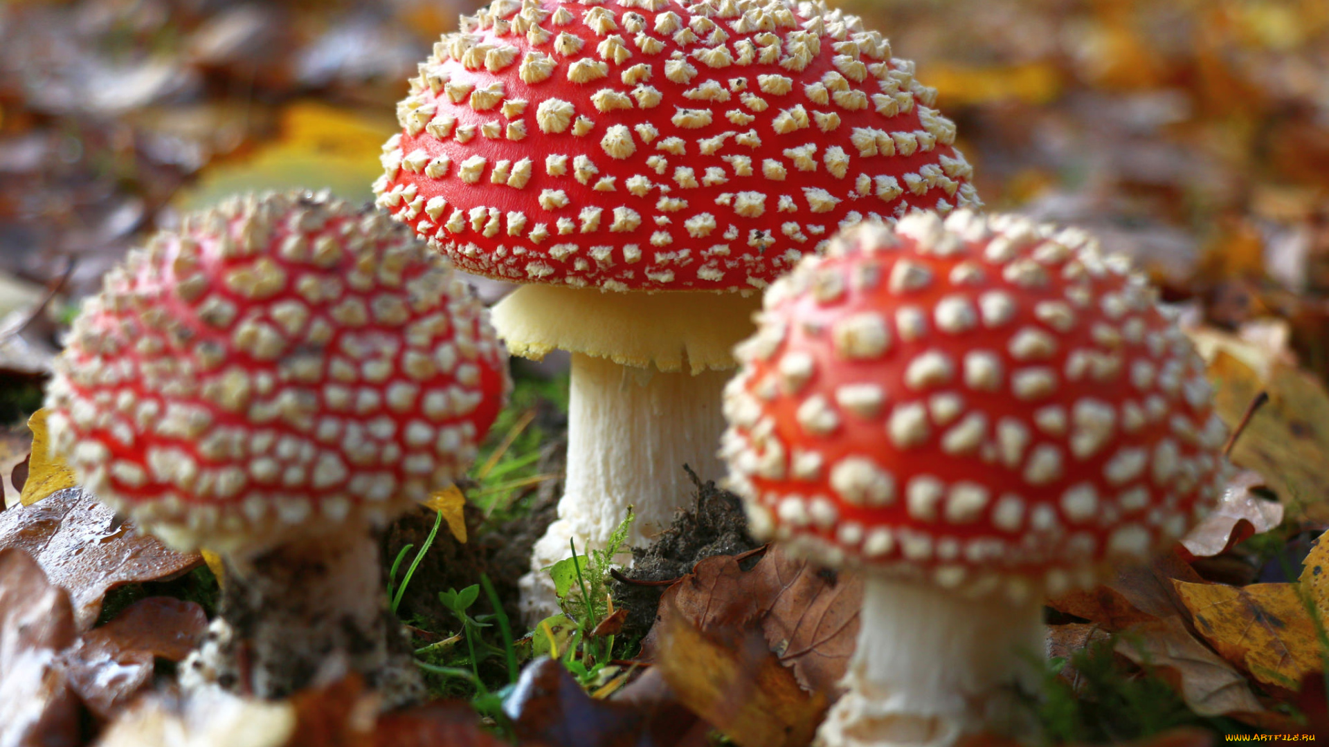 природа, грибы, , мухомор, лес, опасен, гриб, мухомор