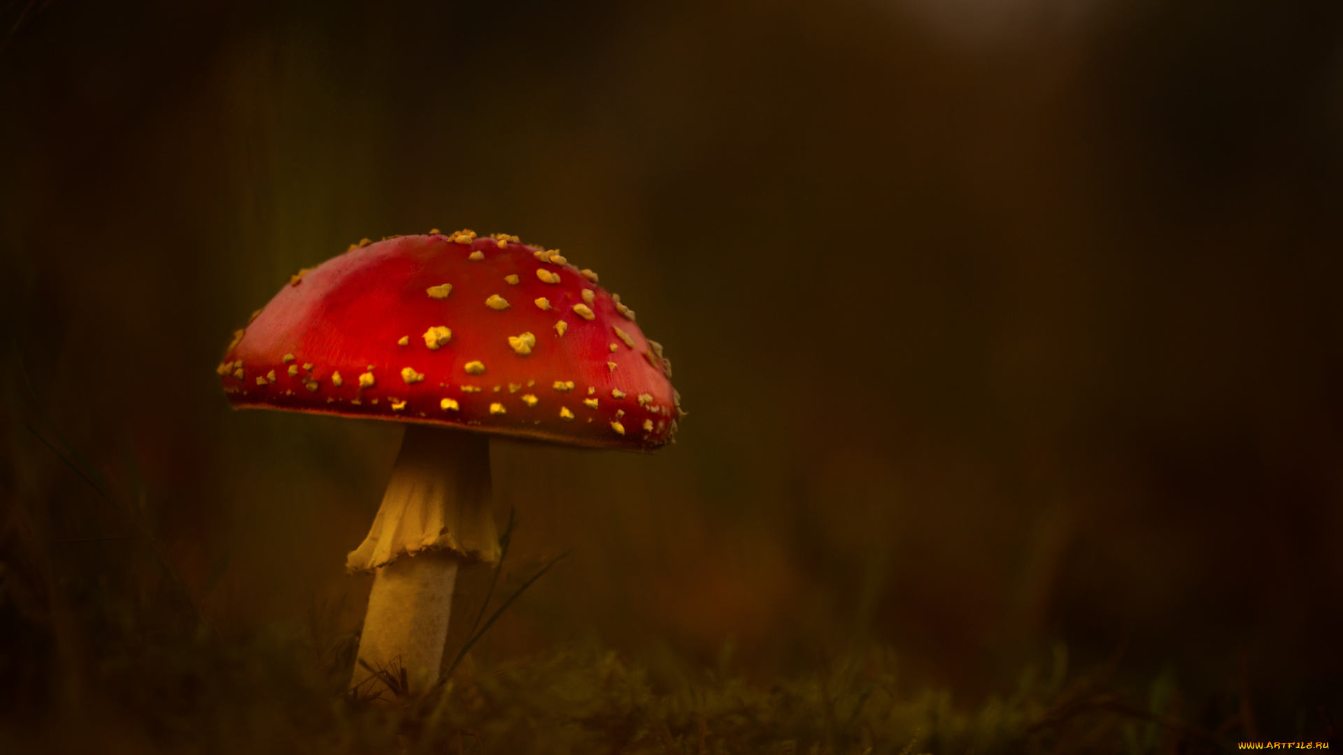 природа, грибы, трава, лес, гриб, мухомор