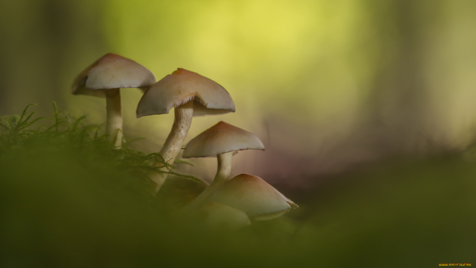 природа, грибы, трава, рост, лес