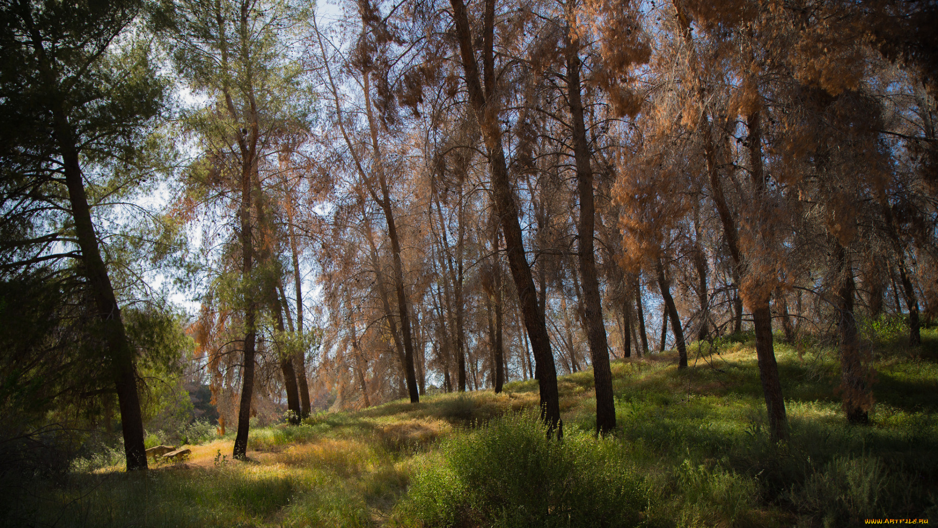 природа, лес, деревья