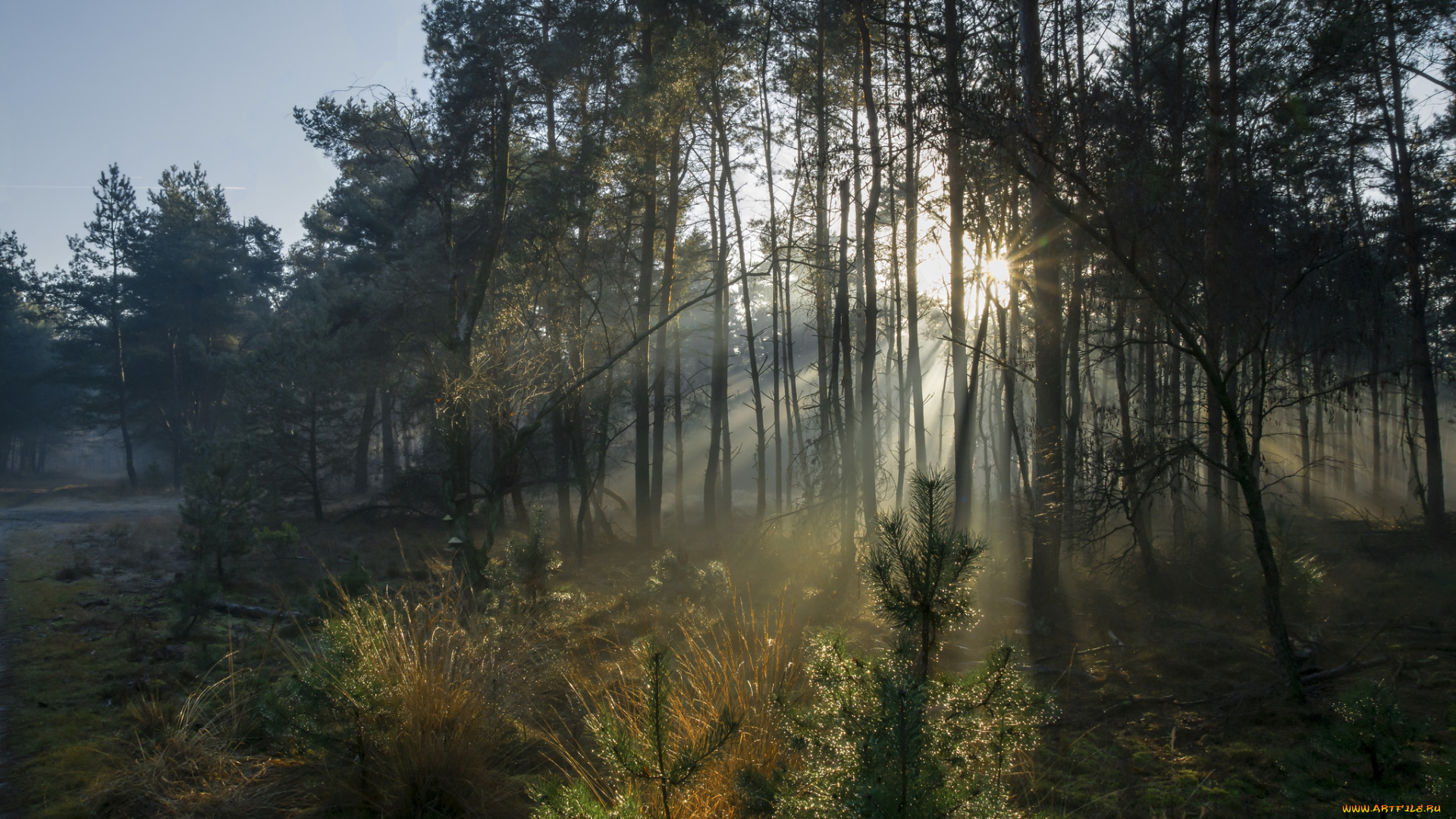 природа, лес, деревья
