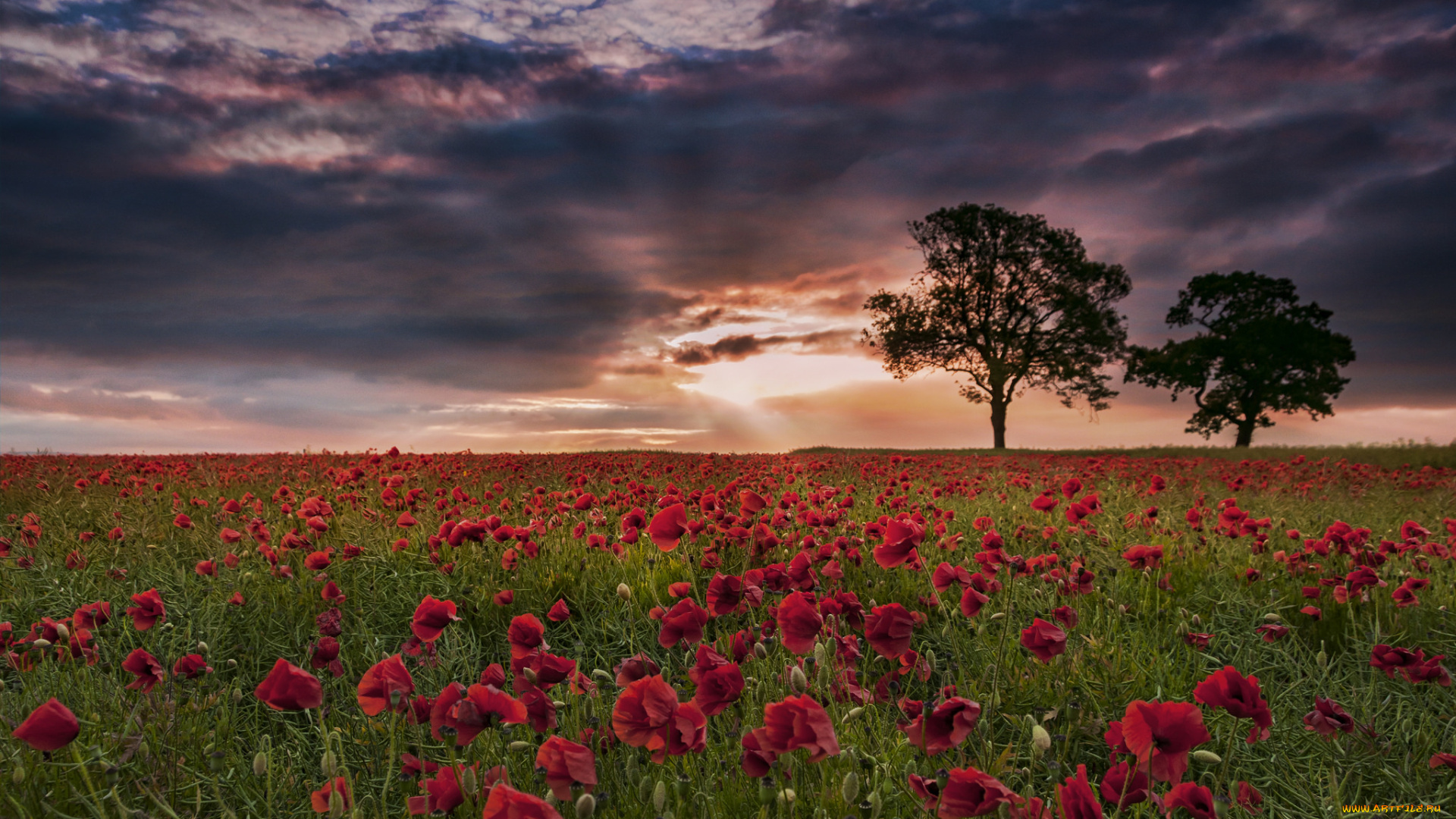 природа, поля, рассвет