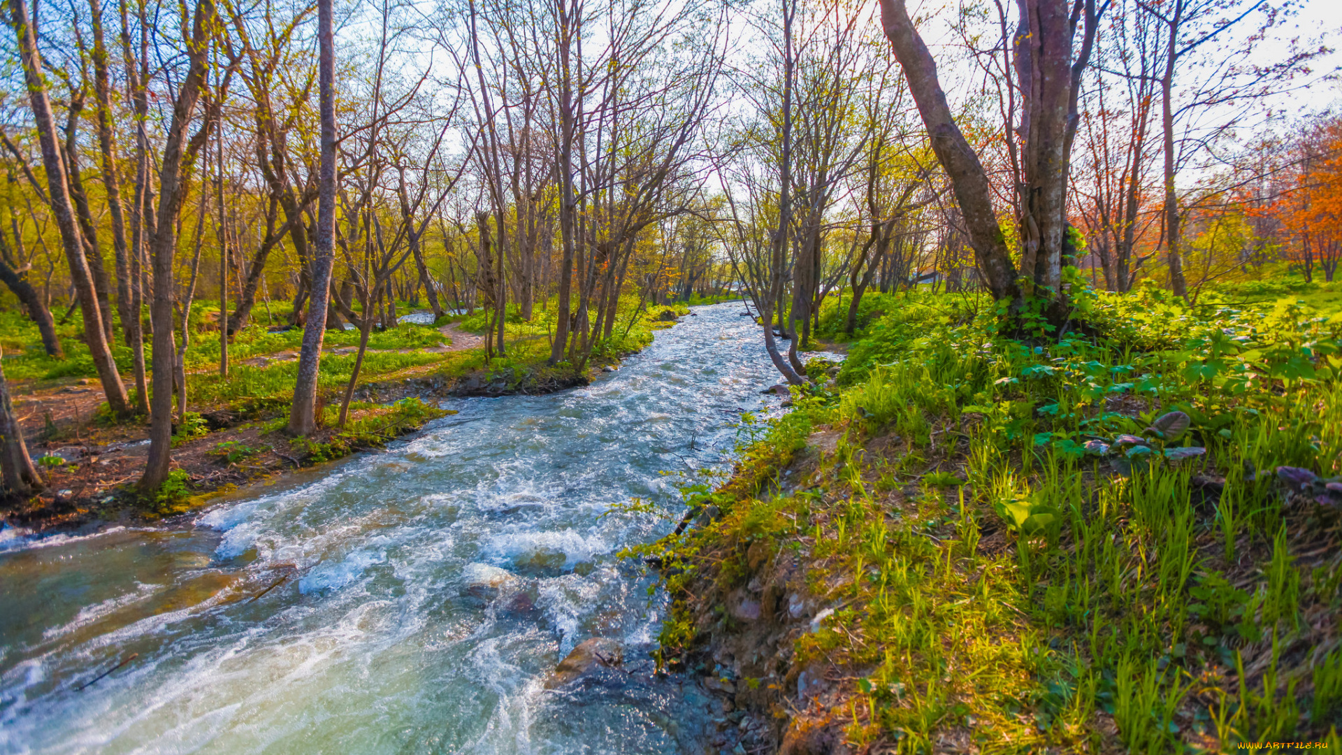 природа, реки, озера, лес, река