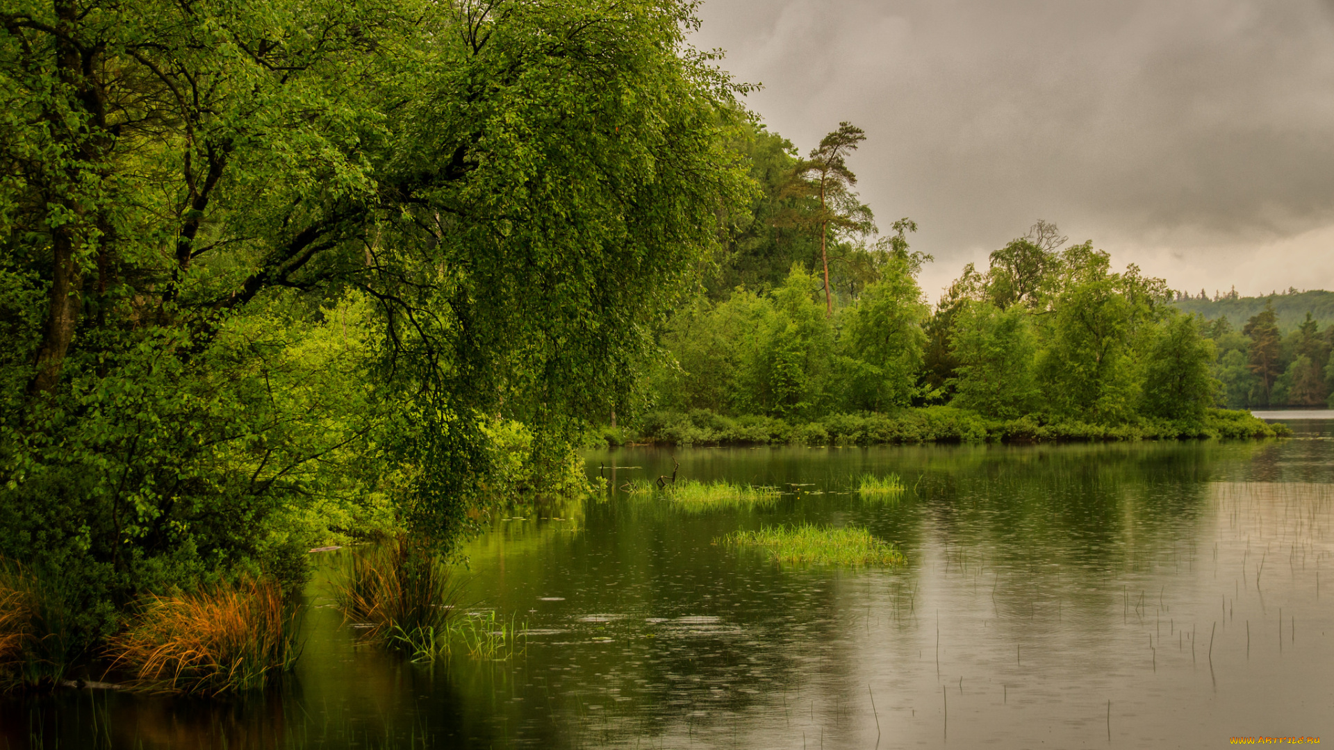 природа, реки, озера, лес, река