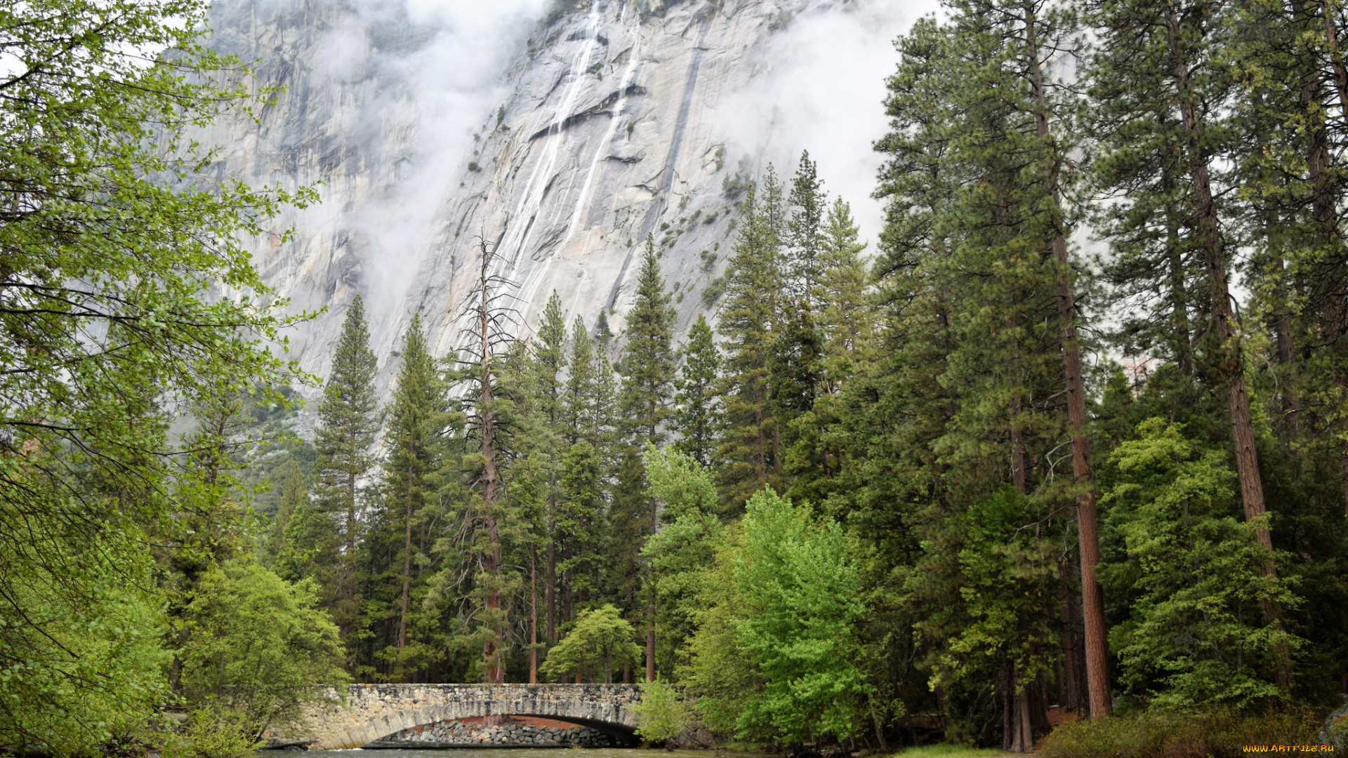 природа, реки, озера, лес, река