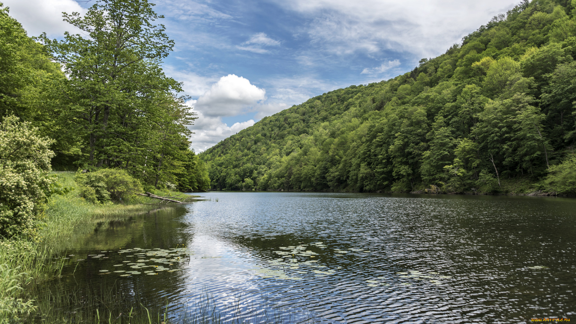 природа, реки, озера, лес, река