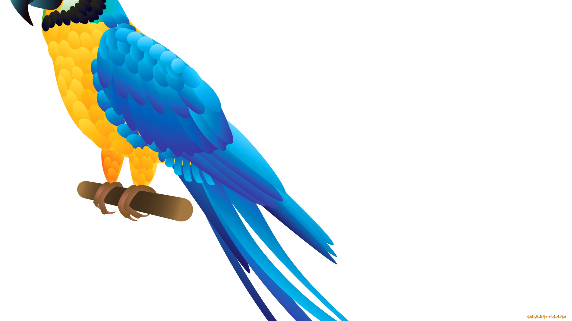 рисованное, животные, , птицы, , попугаи, попугай, фон