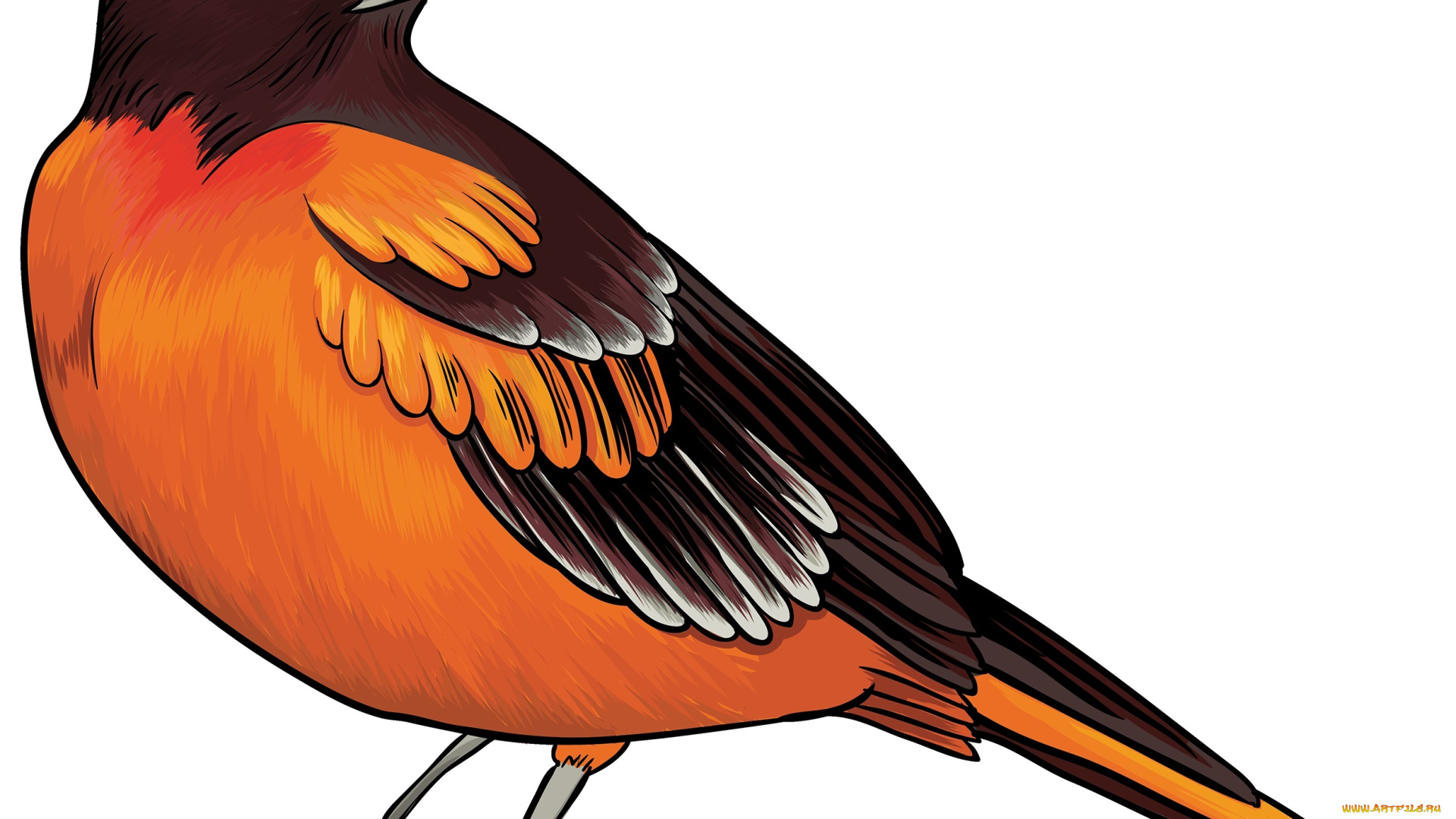рисованное, животные, , птицы, птица, фон