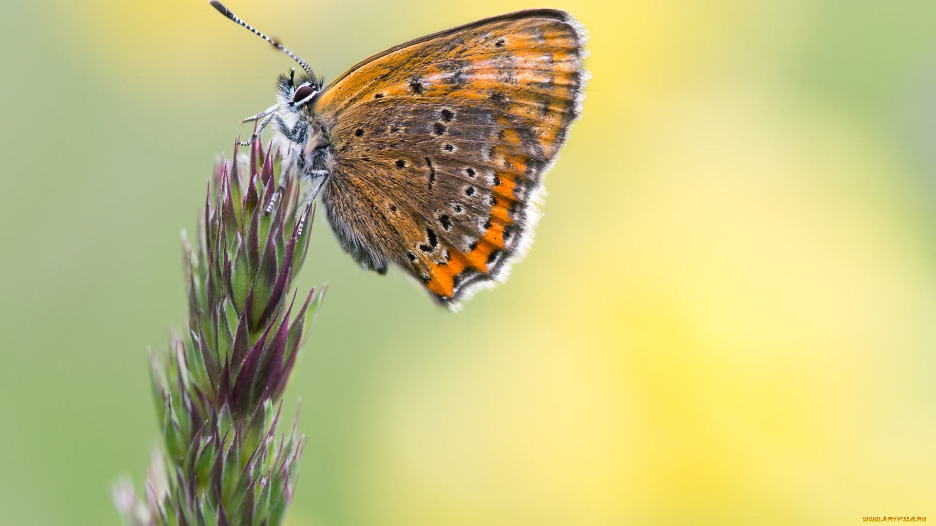 животные, бабочки, , мотыльки, , моли, фон, пыльца, цветок, бабочка, боке