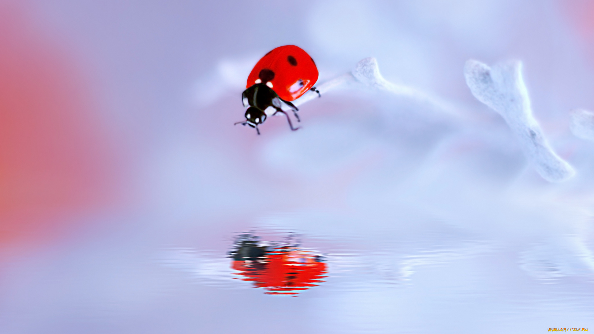 животные, божьи, коровки, боке, фон, цветы, окрас, божья, коровка