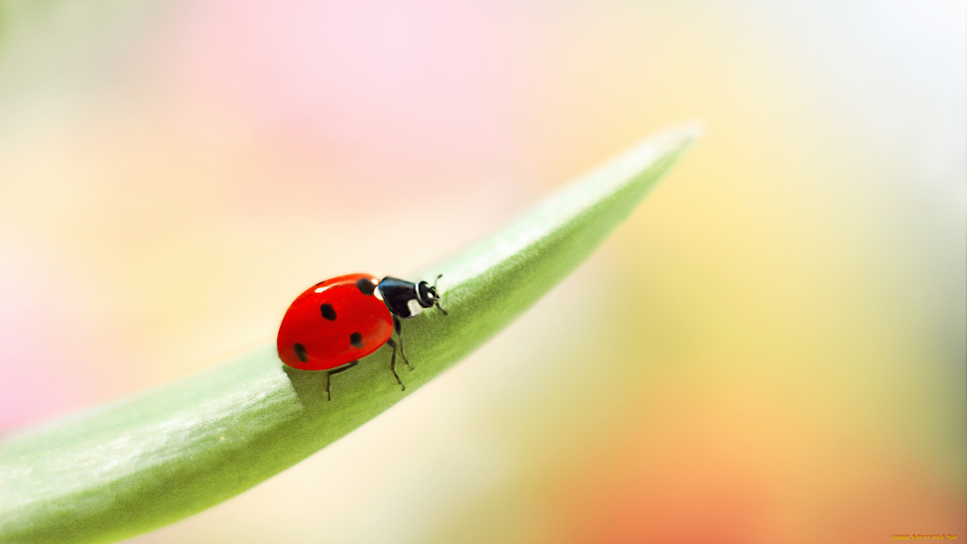 животные, божьи, коровки, боке, фон, цветы, окрас, божья, коровка
