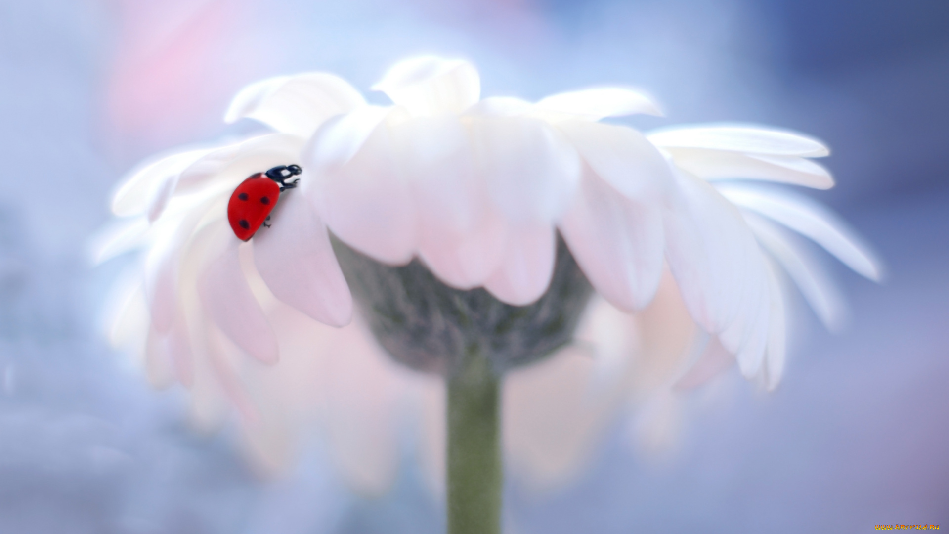 животные, божьи, коровки, фон, одуванчик, окрас, божья, коровка, боке