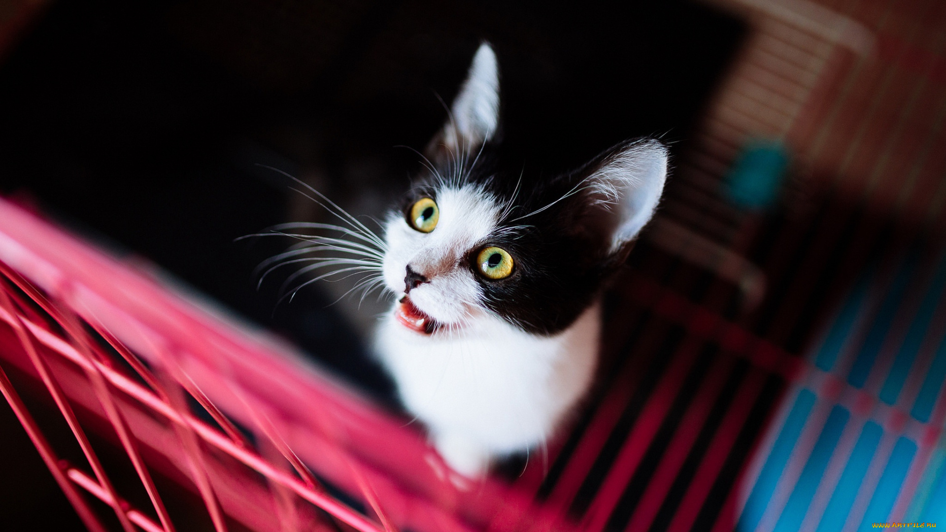 животные, коты, черно, контрастно, желтые, глаза, смотрит, в, решетка, темный, кот