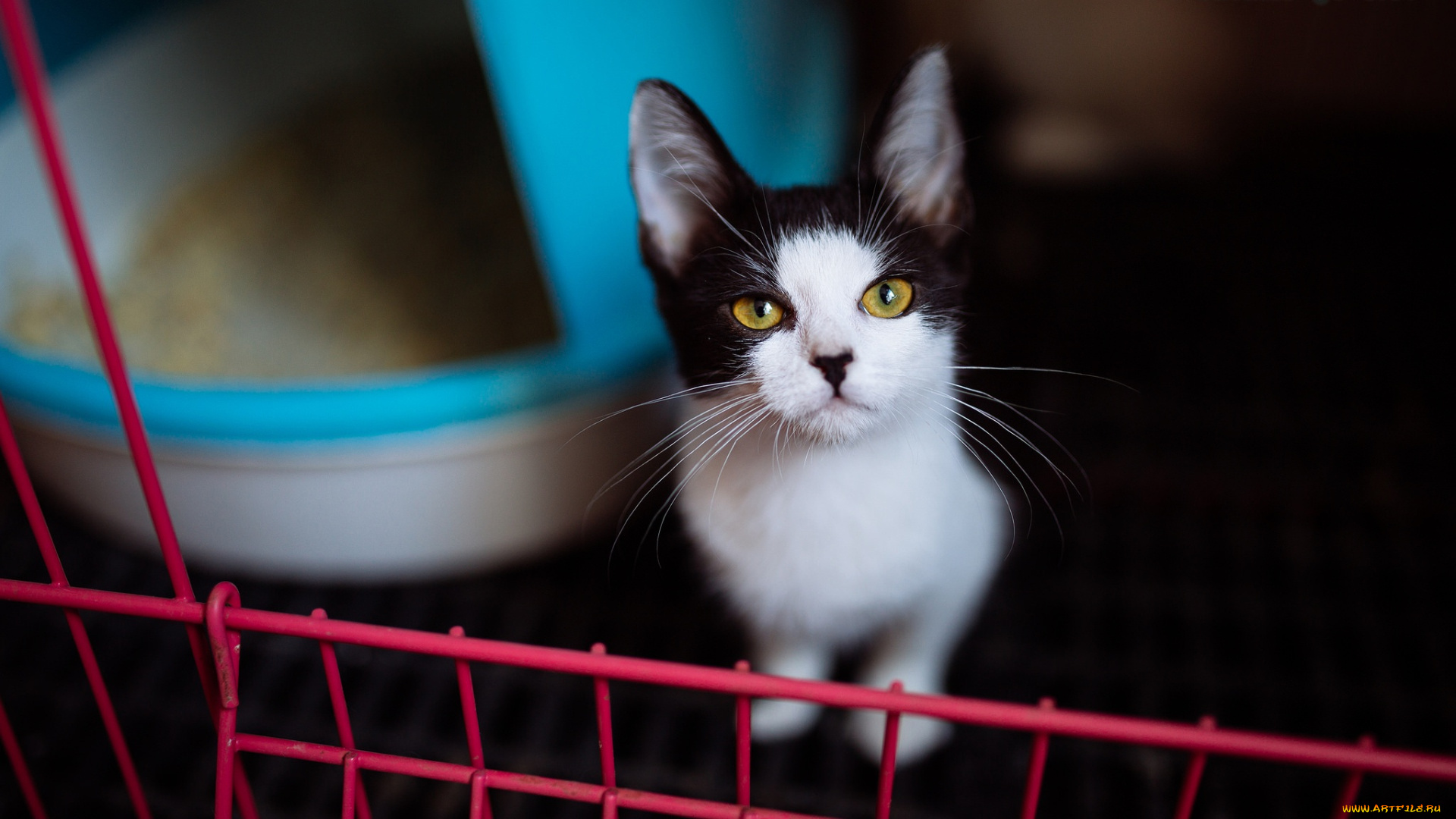 животные, коты, контрастно, черно, желтые, глаза, смотрит, в, решетка, темный, кот