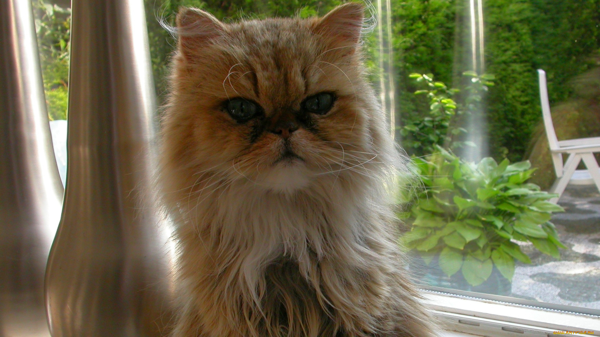 животные, коты, кошка