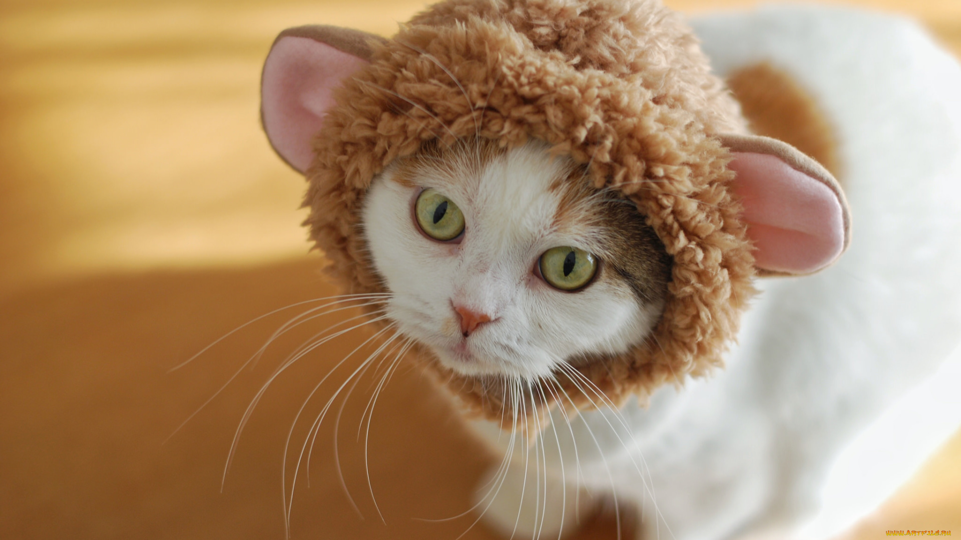 животные, коты, окрас, усы, киса