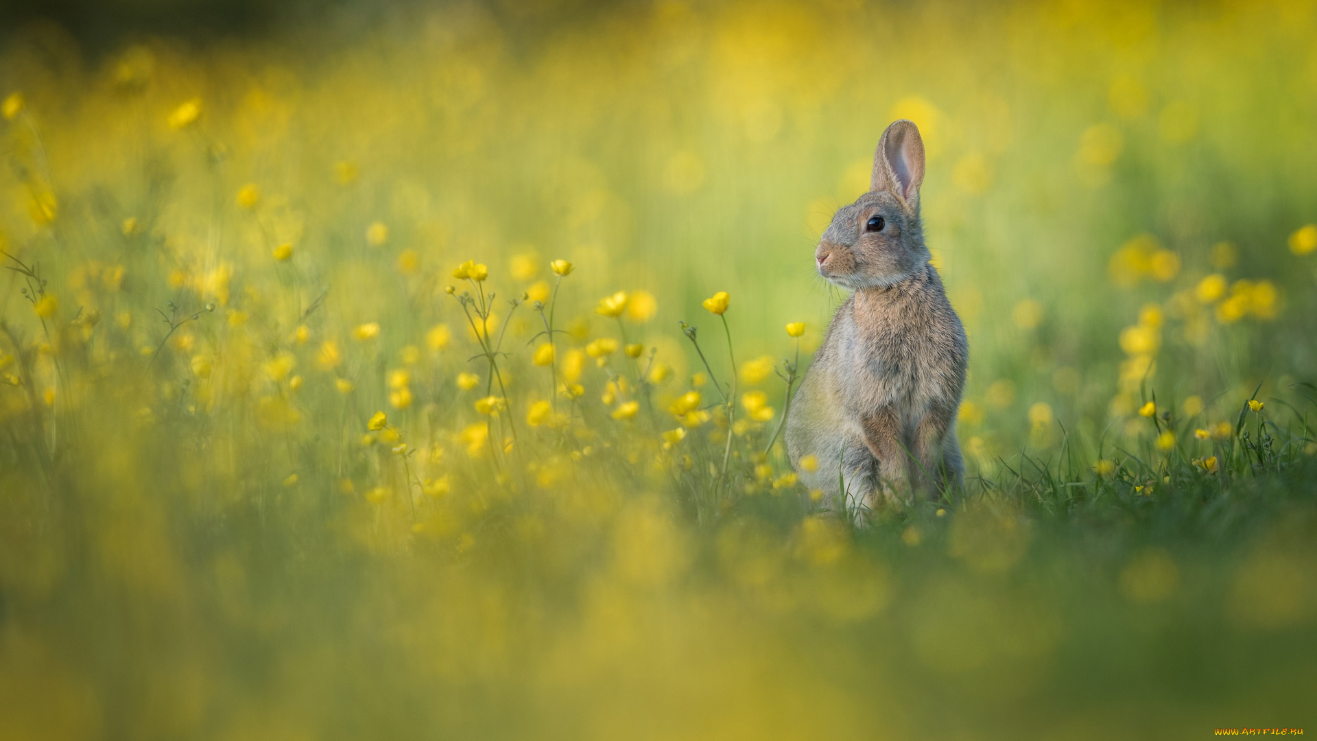 животные, кролики, , зайцы, природа, страх, окрас, кролик