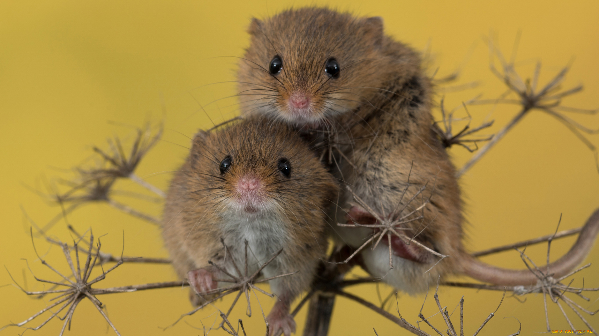 животные, крысы, , мыши, пара, мыши, ветка