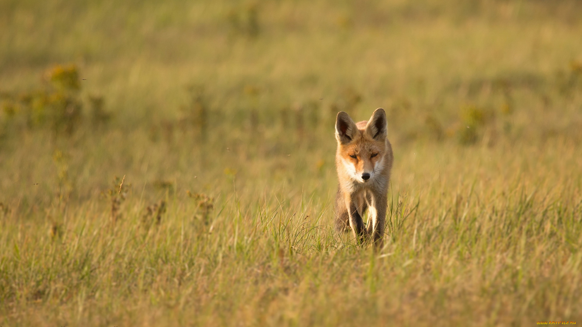 животные, лисы, природа, лето, лиса