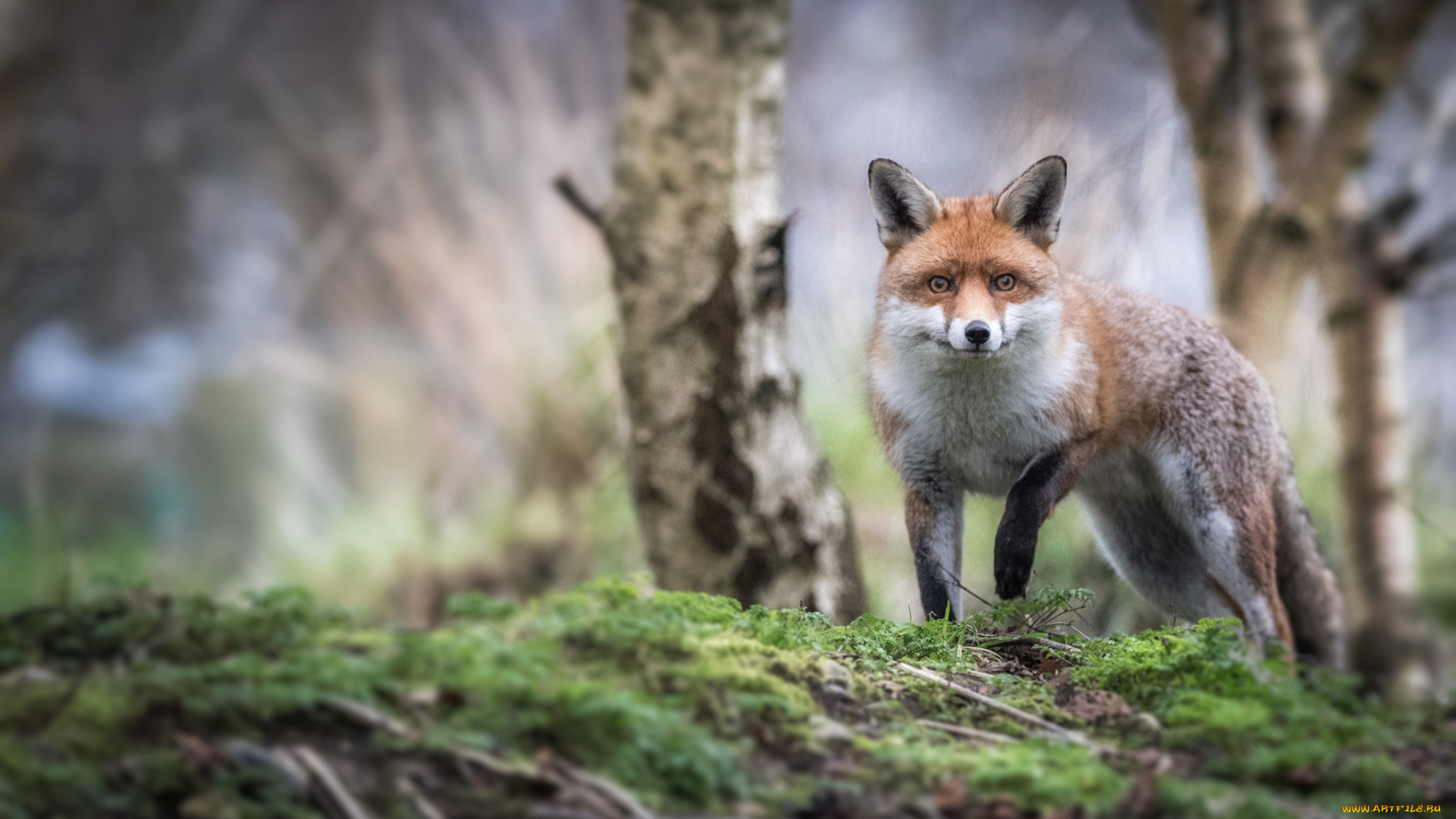 животные, лисы, взгляд, животное, рыжик, окрас, лиса