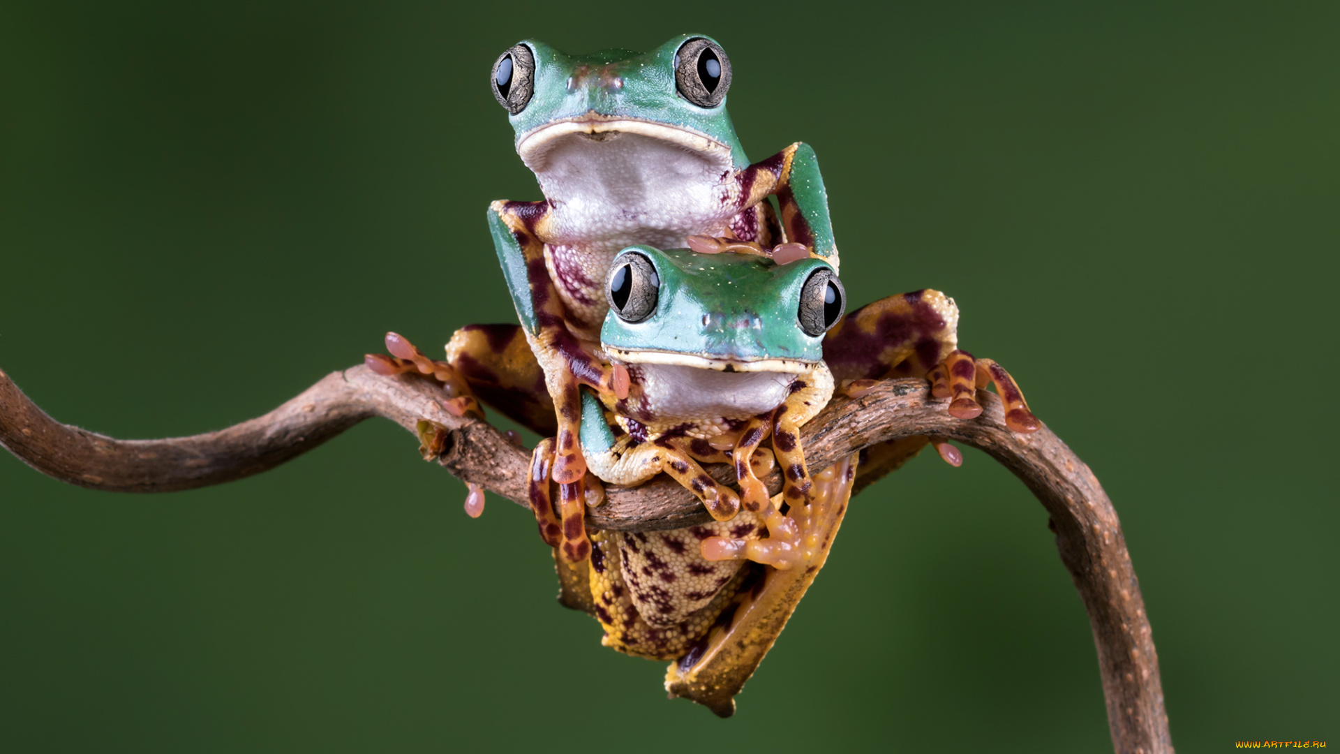 животные, лягушки, боке, фон, взгляд, милашка, лягушка