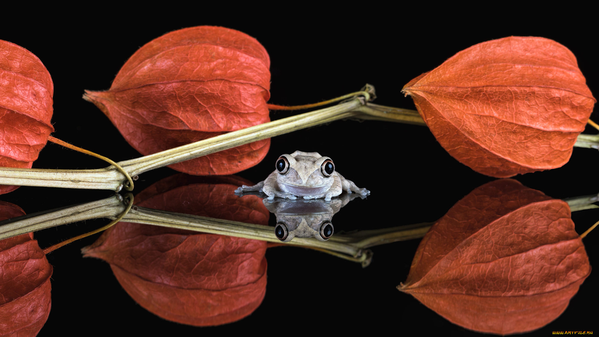 животные, лягушки, боке, фон, взгляд, милашка, лягушка