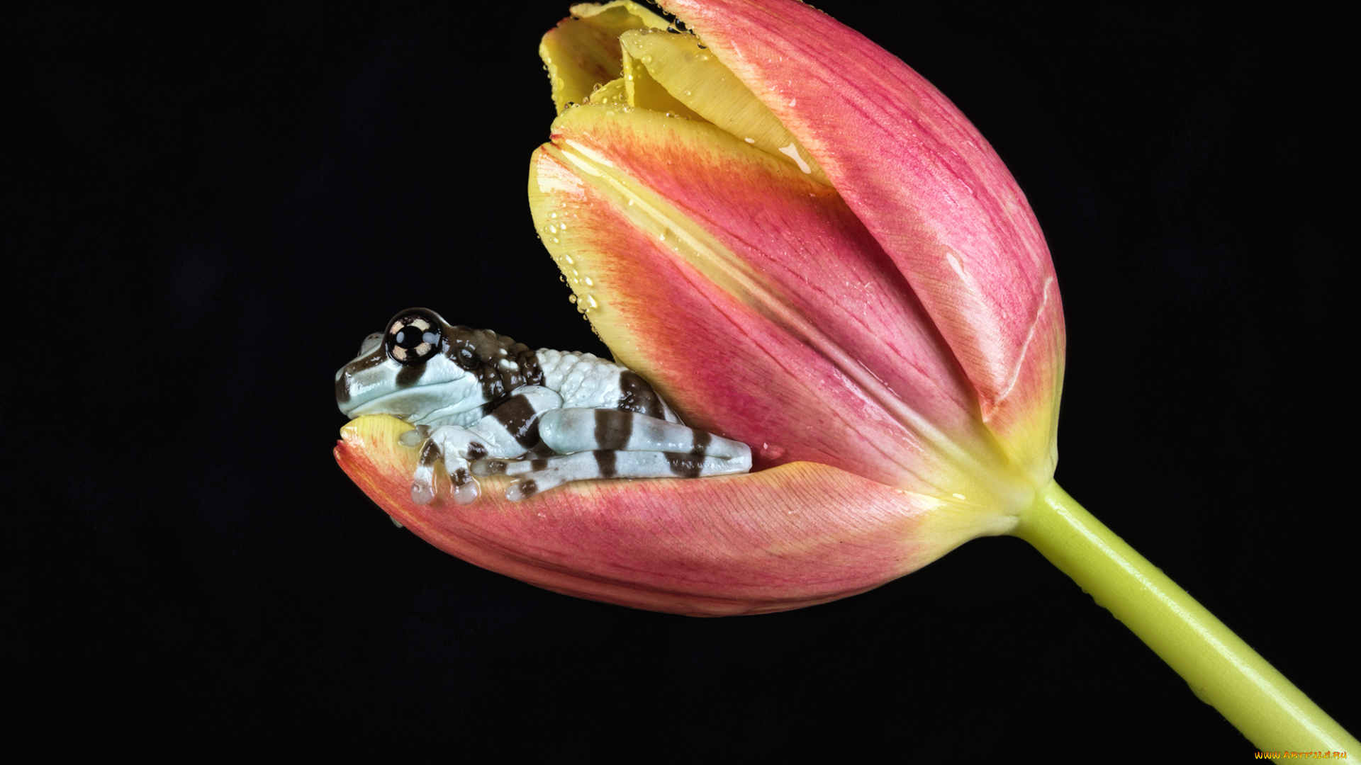 животные, лягушки, фон, боке, цветок, окрас