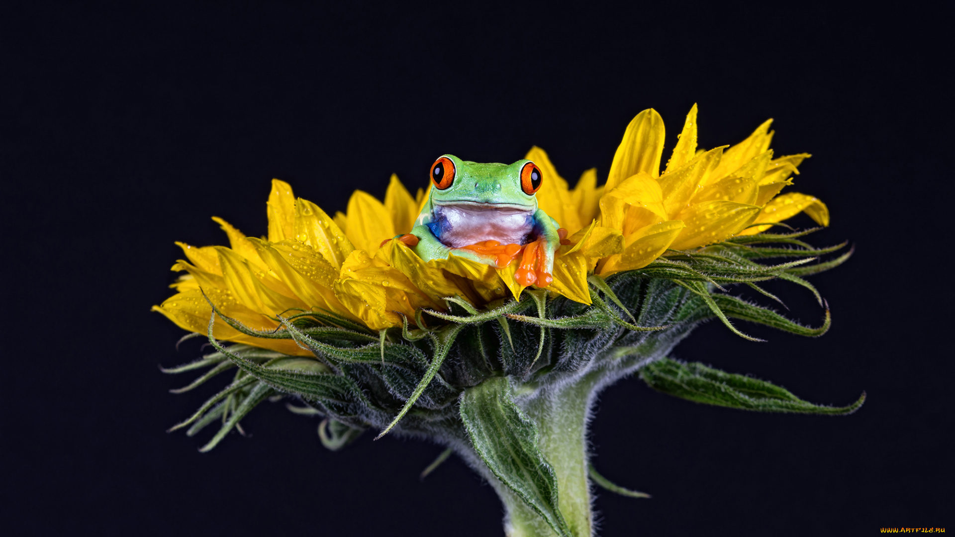 животные, лягушки, фон, окрас, лягушка, лист