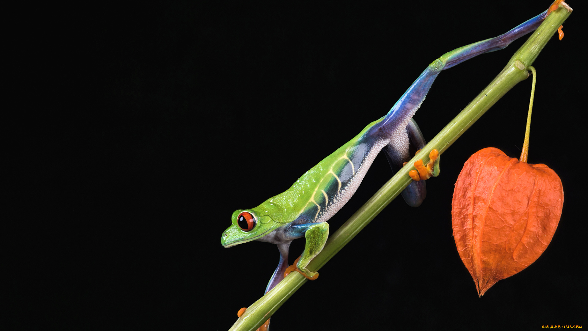 животные, лягушки, фон, палочка, окрас, лягушка