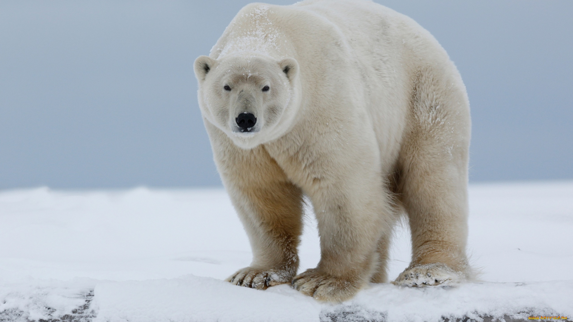 животные, медведи, фон, поза, снег, стоит, небо, полярный, медведь, лапы, мощный, природа, дикая, белый, хозяин, северный, арктический