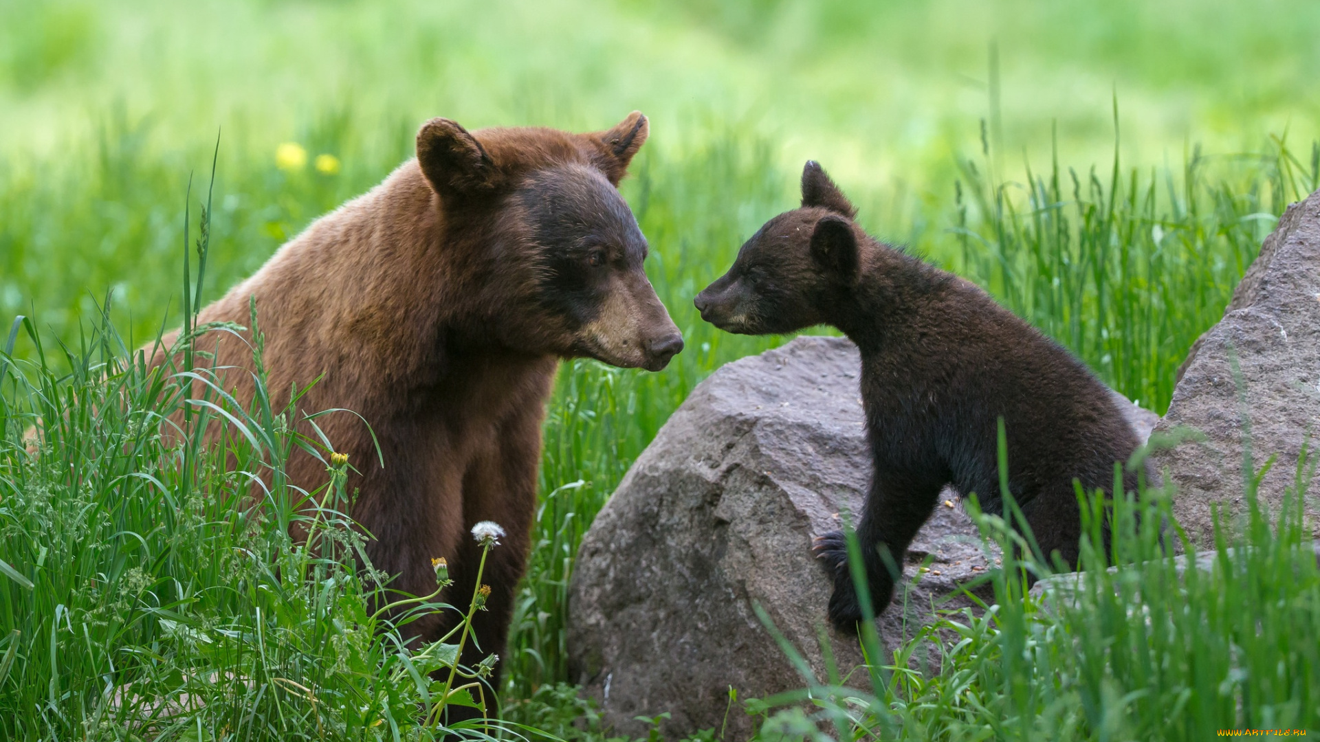 животные, медведи, мама, медведь, малыш