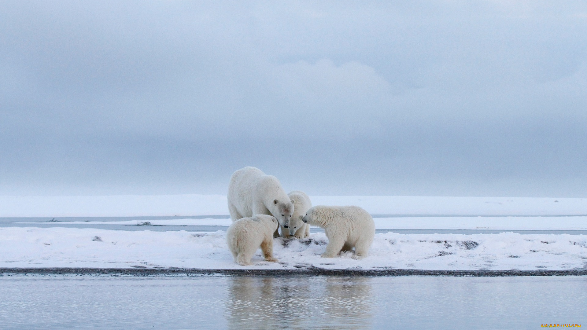животные, медведи, пейзаж, дикая, медвежонок, берег, компания, вода, занятие, белая, четыре, снег, мать, медвежата, арктика, детеныши, медведица, водоем
