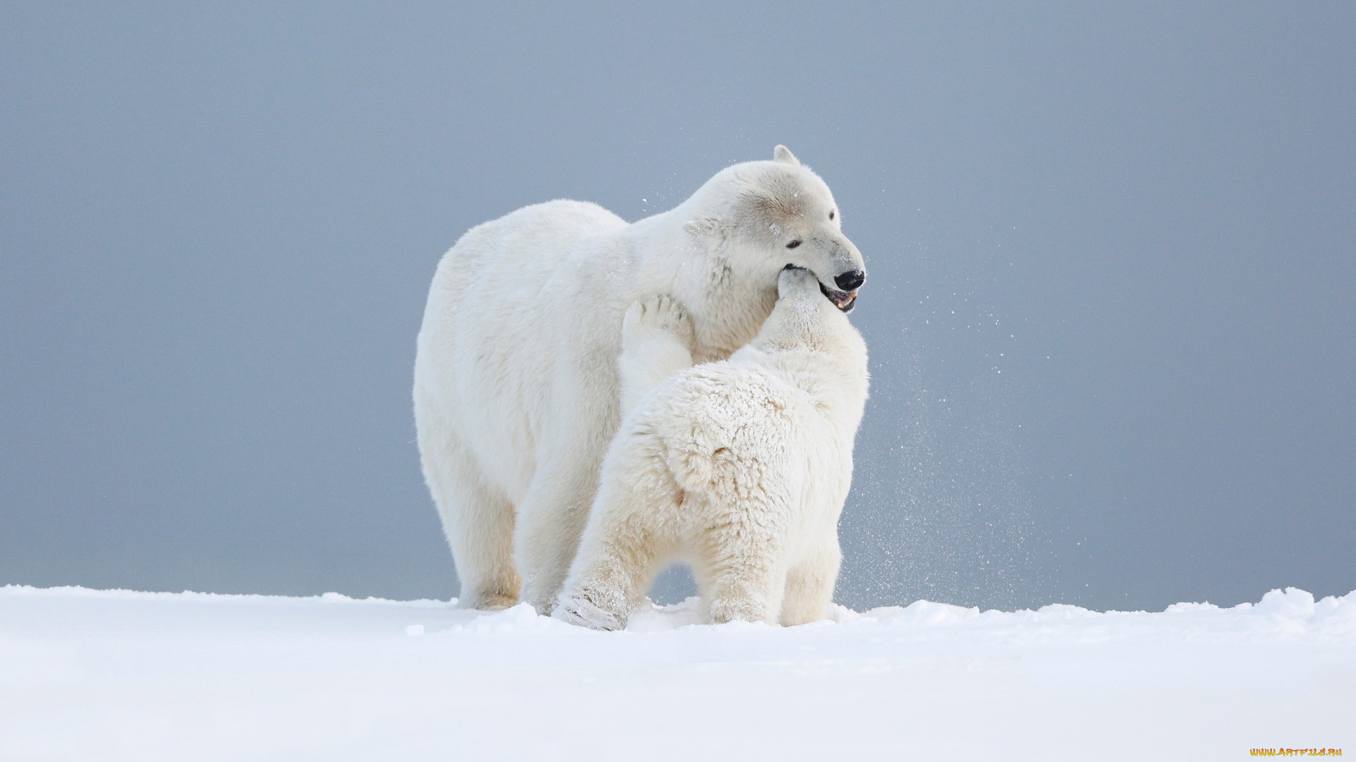 животные, медведи, сценка, арктика, дурачатся, мишутка, любовь, материнство, белая, игра, умка, вдвоем, медведица, поза, снег, дикая, фон, дитя, медвежонок