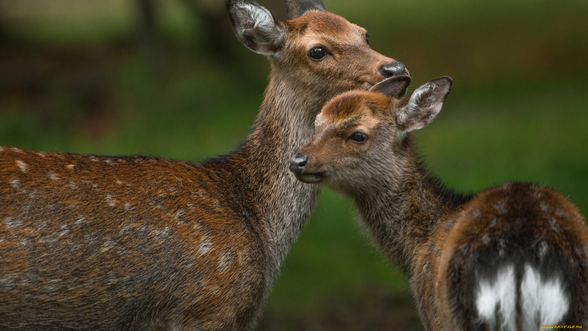 животные, олени, окрас, пара
