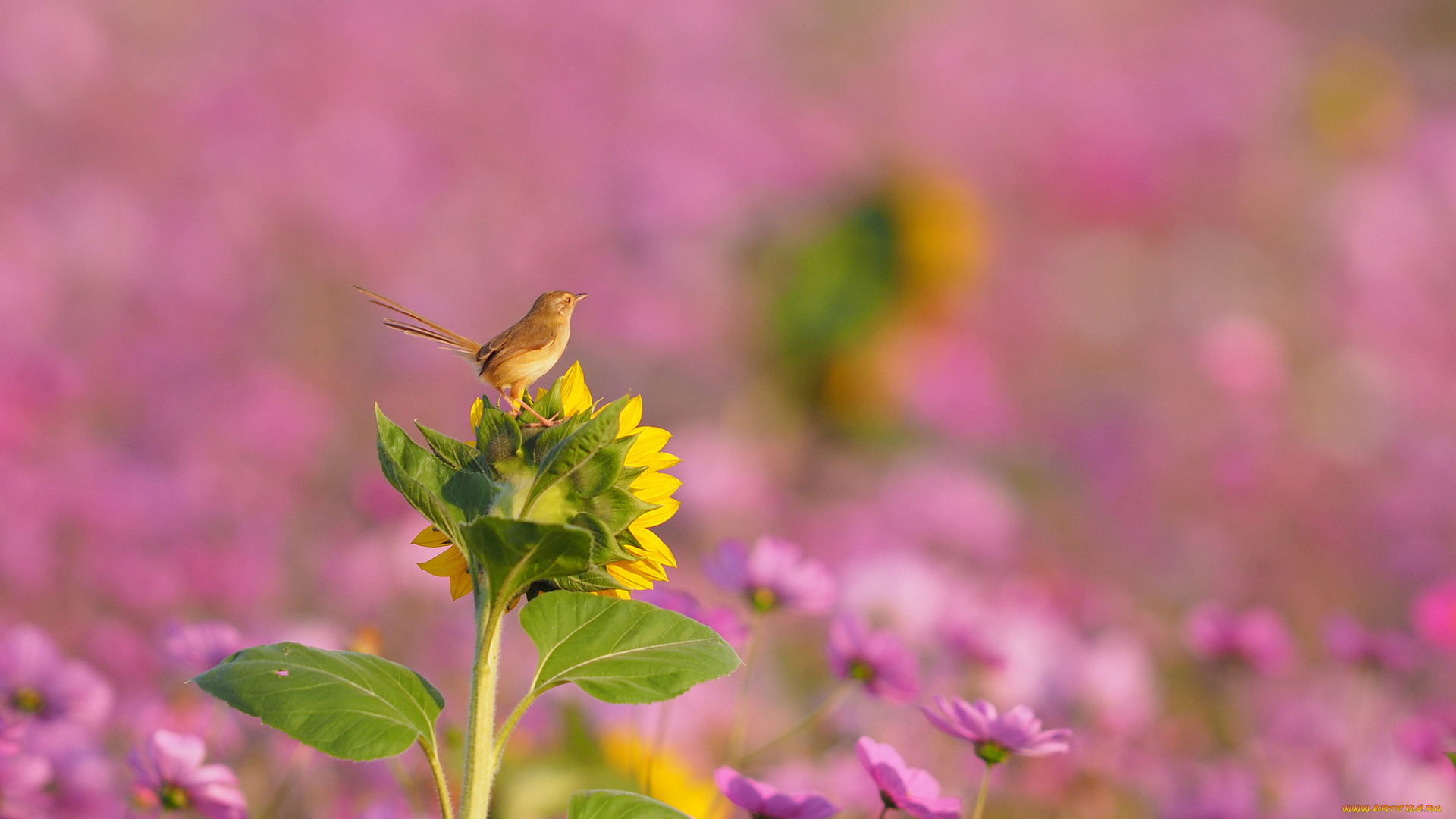 животные, птицы, цветок, поле, птица, фон, красота, природа