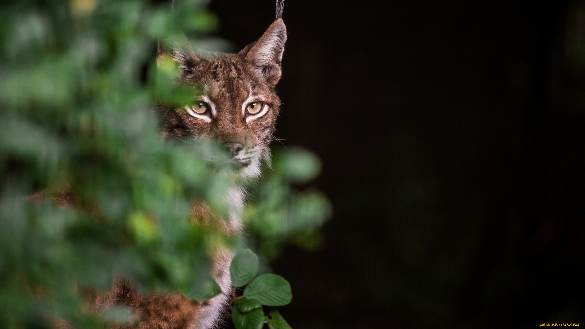 животные, рыси, фон, хищник, взгляд, ушки, рысь