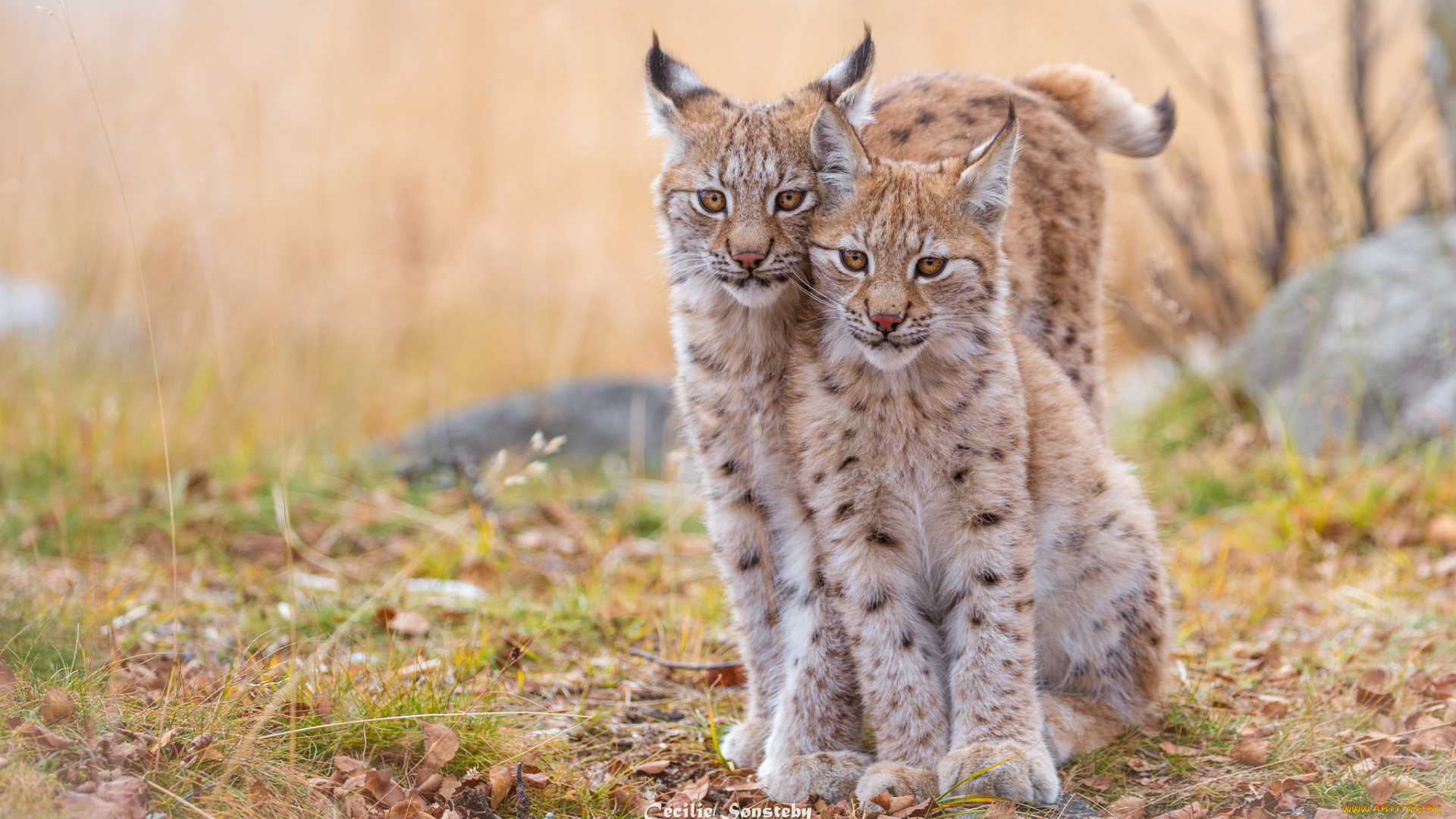 животные, рыси, малыш, детеныш, рысь, отдых, взгляд, трава, окрас