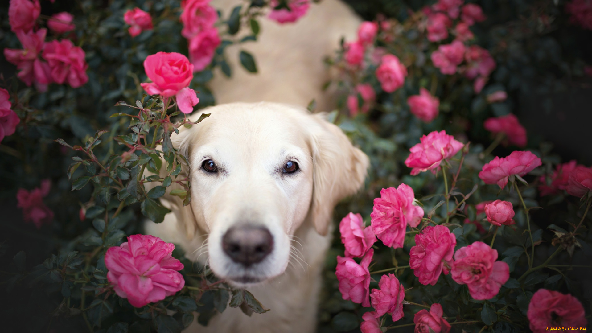 животные, собаки, голден, ретривер, взгляд, цветы, собака, золотистый, морда, розы