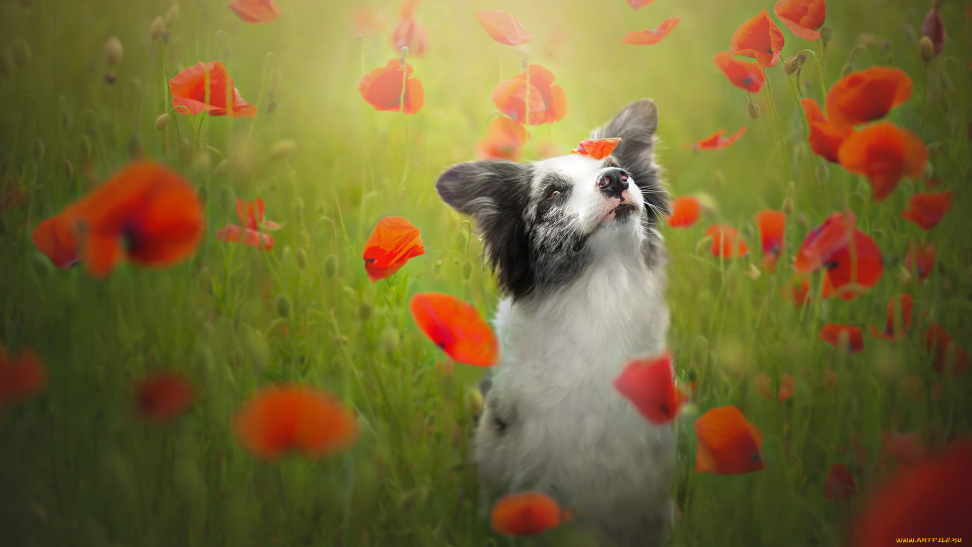 животные, собаки, маки, луг, бордер, колли, собака, настроение, цветы