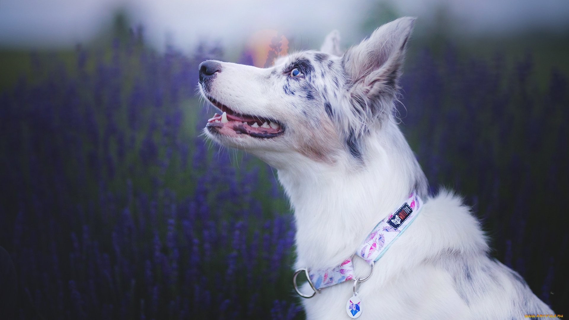 животные, собаки, морда, лаванда, собака, боке, аусси, австралийская, овчарка