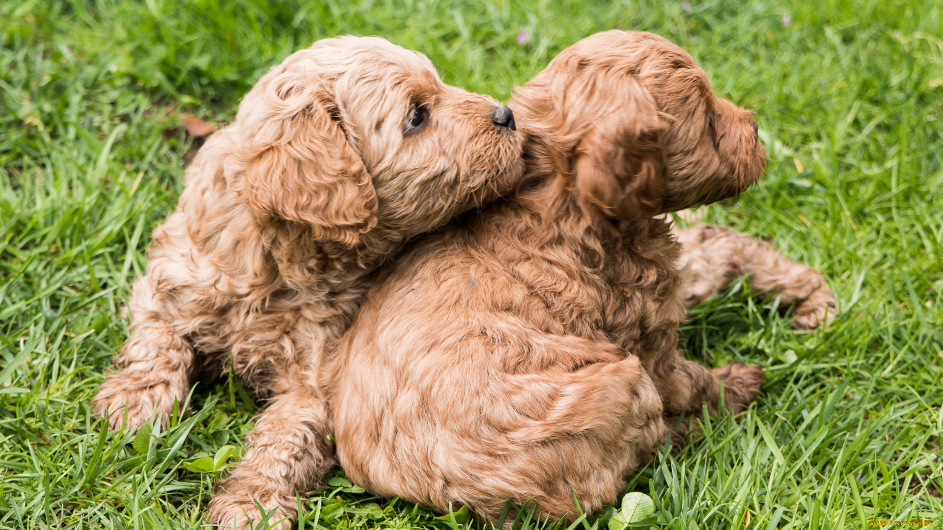 животные, собаки, щенки, порода, малыши