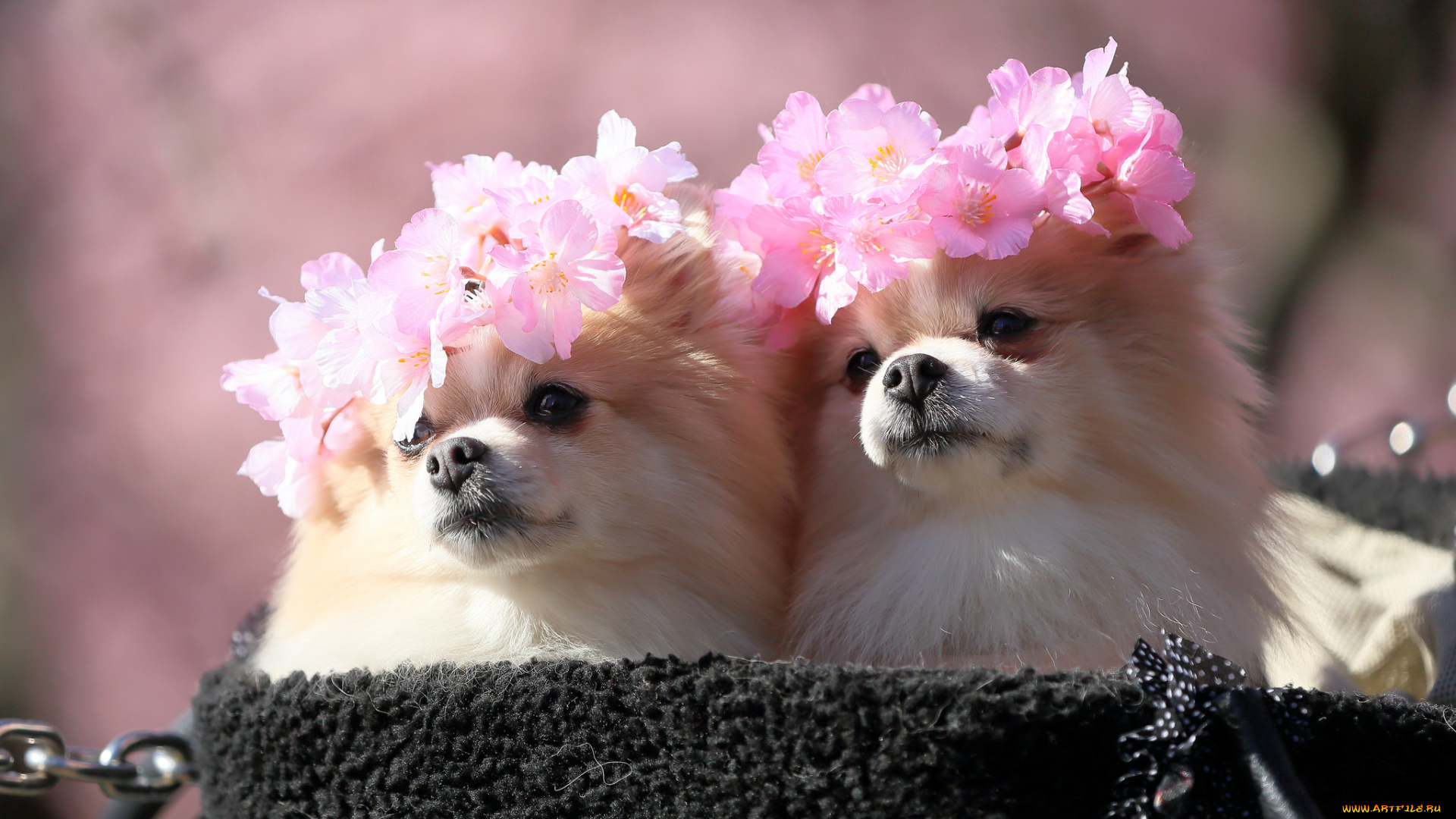 животные, собаки, взгляд, окрас, собака, цветы, пара