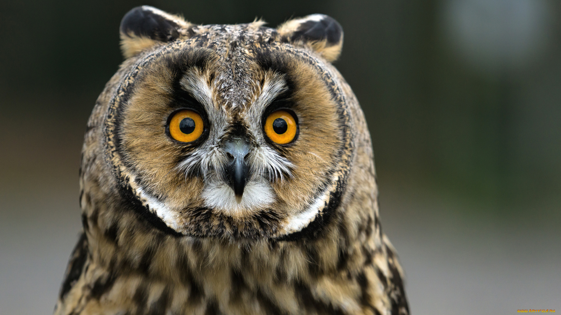 животные, совы, окрас, взгляд, сова, фон