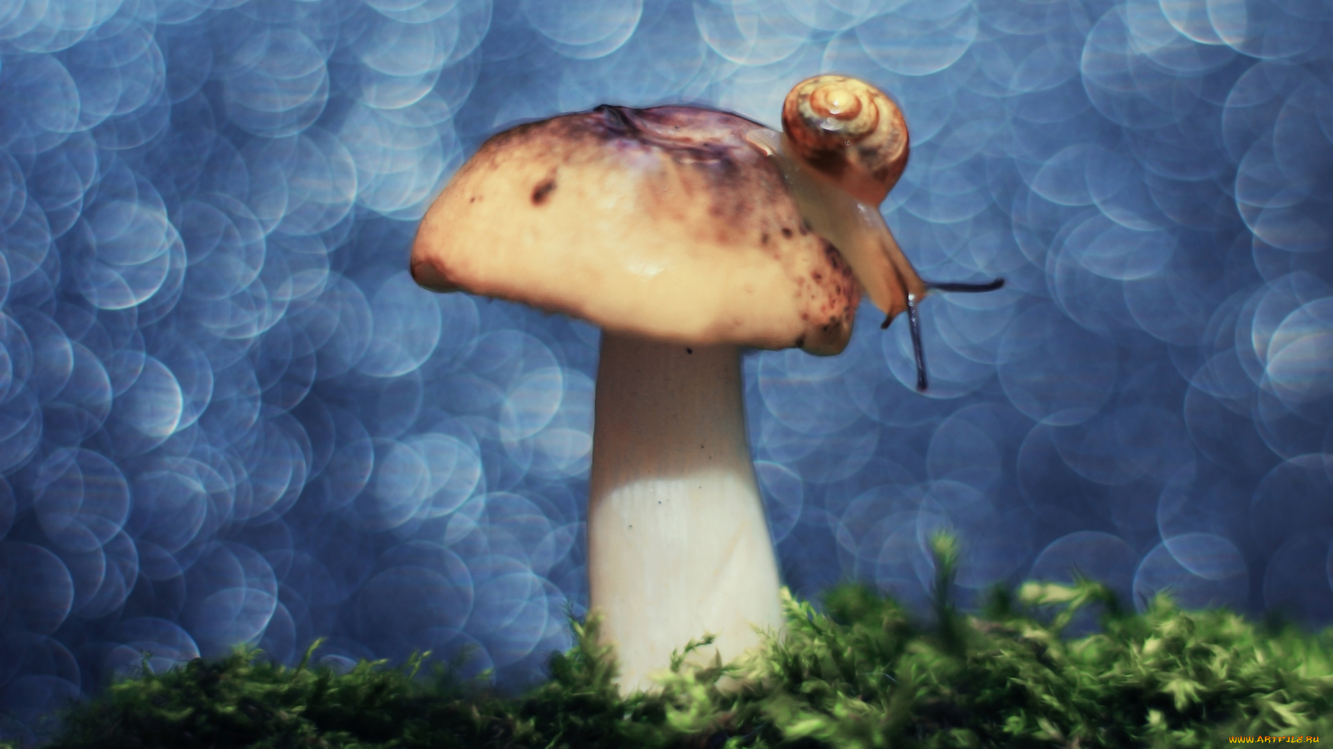 животные, улитки, боке, фон, мох, гриб, улитка